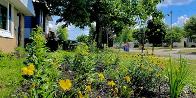 Yellow native flowers in front of a large deciduous tree in a residential front yard