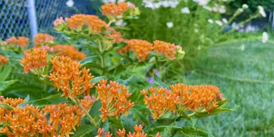 Orange native butterfly weed flowers and white native flowers in a residential backyard