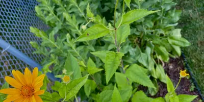 Orange native flowers in a residential backyard