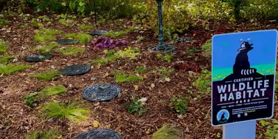 Landscaped residential backyard featuring native grasses, red mulch with black stepping stones as well as a bird feeder and bath. A sign from the National Wildlife Federation features a black and white racoon and reads "certified wildlife habitat".
