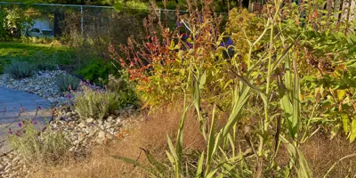Yellow and red native flowers and orange native grass in a residential backyard
