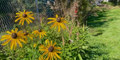 Yellow native black-eyed-susan flowers and a hummingbird feeder in a residential backyard